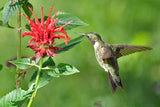 Agastache austromontana | Bees Favorite | Hummingbird Mint | 20_Seeds