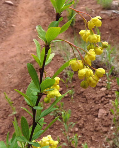 Berberis fendleri | Colorado barberry | 10_Seeds