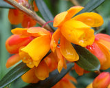 Berberis trigona | Orange King | 10_Seeds