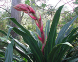 Beschorneria yuccoides | Mexican Lily | 10_seeds