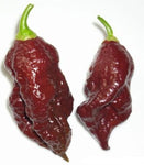 Bhut Jolokia Naga Chocolate | Ghost Chili Pepper | 20_Seeds
