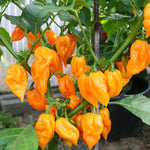 Bhut Jolokia Naga Orange | Ghost Chili Pepper | 20_Seeds