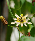 Passiflora biflora | Passionvine | 10_Seeds