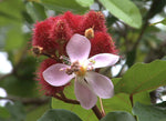 Bixa orellana | Achiote | Lipstick Tree | Urucum | Colorau | 20_Seeds