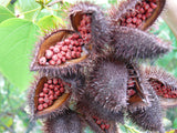 Bixa orellana | Achiote | Lipstick Tree | Urucum | Colorau | 20_Seeds
