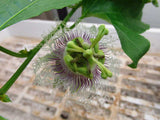 Passiflora edulis cv Black night | Passion Vine | 20_Seeds