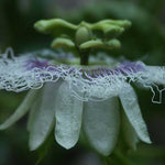 Passiflora edulis cv Black night | Passion Vine | 20_Seeds