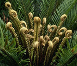 Blechnum cycadifolium | 100_Spores