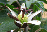 Passiflora bogotensis | 5_Seeds