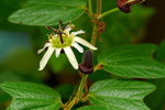 Passiflora bogotensis | 5_Seeds