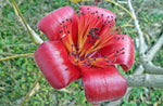 Bombax ceiba | Red Silk Cotton Tree | Kapok | 20_Seeds