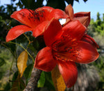 Bombax ceiba | Red Silk Cotton Tree | Kapok | 20_Seeds