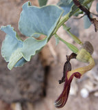 Aristolochia bracteolata | 50_Seeds