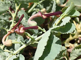 Aristolochia bracteolata | 50_Seeds