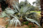 Brahea dulcis | Apak | Blue Rock Desert Sombrero Palm | 10_Seeds