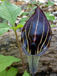 Arisaema triphyllum | Bog Onion | Brown Dragon | Indian Turnip | 10_Seeds