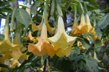 Brugmansia aurea | Orange Glory | Angel Trumpet | 10_Seeds
