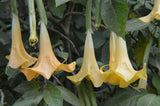 Brugmansia aurea | Orange Glory | Angel Trumpet | 10_Seeds