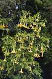 Brugmansia insignis Jean Pasko | 10_Seeds