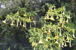 Brugmansia insignis Jean Pasko | 10_Seeds