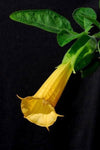 Brugmansia sanguinea Aurea | 5_Seeds