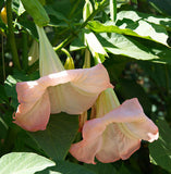 Brugmansia suaveolens Pink | 5_Seeds