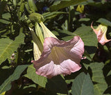 Brugmansia suaveolens Pink | 5_Seeds