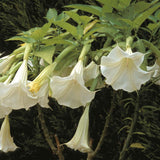 Brugmansia suaveolens White | 10_Seeds