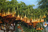 Brugmansia suaveolens Orange | 20_Seeds