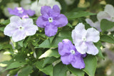 Brunfelsia latifolia | Yesterday Today and Tomorrow | Kiss Me Quick | 10_Seeds