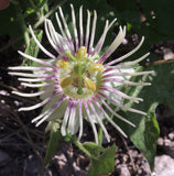 Passiflora bryonioides | Cupped Passion Flower | 10_Seeds