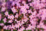 Buddleja davidii | Summer Lilac | OrangeEye Butterfly Bush | 100_Seeds