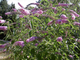 Buddleja davidii | Summer Lilac | OrangeEye Butterfly Bush | 100_Seeds