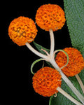 Buddleja globosa | Orange Ball Tree | 100_Seeds