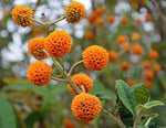 Buddleja globosa | Orange Ball Tree | 100_Seeds