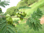Caesalpinia coriaria | American Sumac | Divi-divi | Cascalote |10_Seeds
