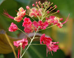 Caesalpinia pulcherrima Pink | 5_Seeds