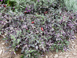 Capsicum annuum Calico | Ornamental Pepper | 50_Seeds