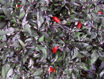 Capsicum annuum Calico | Ornamental Pepper | 50_Seeds