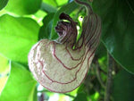 Aristolochia californica | California Pipevine | 5_Seeds