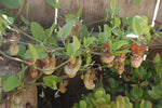 Aristolochia californica | California Pipevine | 5_Seeds