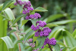 Callicarpa dichotoma | Purple Beautyberry | Early Amethyst | 20_Seeds