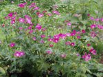 Callirhoe bushii | Bushs poppy mallow |  20_Seeds
