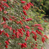Callistemon rigidus | Red Cluster Bottlebrush Tree | Clemson Hardy | 50_Seeds