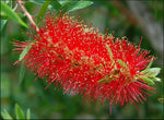 Callistemon rigidus | Red Cluster Bottlebrush Tree | Clemson Hardy | 50_Seeds