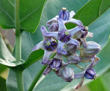 Calotropis gigantea Blue | Giant Milkweed | Crown Flower | 10_Seeds
