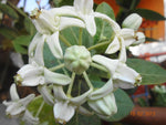 Calotropis Gigantea White | Giant Milkweed | Crown Flower | 10_Seeds