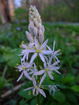 Camassia scilloides | Atlantic Camas | Wild Hyacinth | 50_Seeds