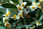 Camellia sinensis sinensis | Tea Plant | 5_Seeds