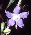 Campanulastrum americanum | Tall American Bellflower | 100_Seeds